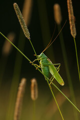 great green bbig bush-cricket (Tettigonia viridissima) photographed during the golden hour in a meadow at dusk