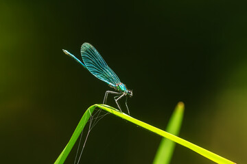 turquoise banded demoiselle (Calopteryx splendens) sitting above the water on a blade of grass