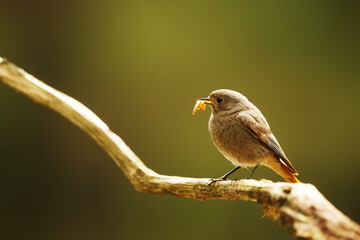 male black redstart (Phoenicurus ochruros) has a full beak of insects feeding the chicks