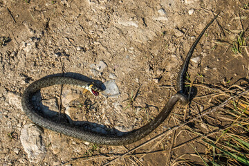Ringelnatter (Natrix natrix) Verkehrsopfer