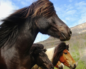 Herd of Icelandic horses