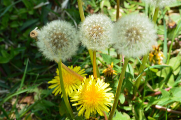 Dandelion & Fluff of a dandelion
