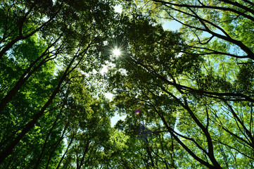 Spring park, the sun over the leaves in the sky