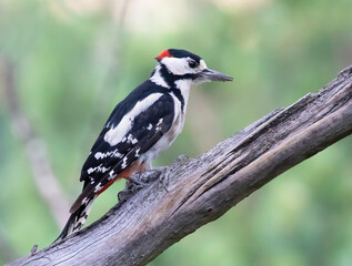 The great spotted woodpecker (Dendrocopos major) is a medium-sized woodpecker.