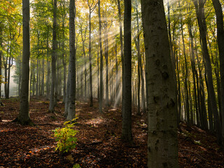 Sun beams shining through forest in autumn
