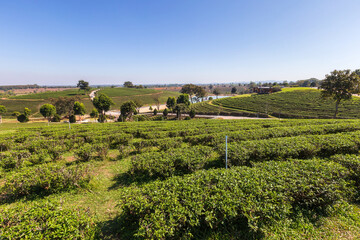 Fototapeta na wymiar Morning light in Choui Fong Green Tea Plantation one of the beautiful agricultural tourism spots in Mae Chan District.