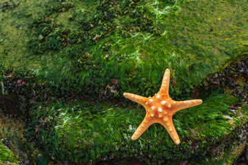 Starfish on a boulder covered with seaweed