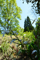 Spring park, the name of the flower is Shaga (Iris japonica)