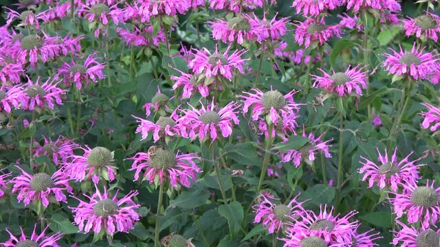 beautiful monarda flowers in garden, zoom in