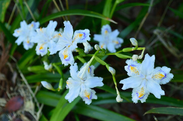 Spring park, the name of the flower is Shaga (Iris japonica)