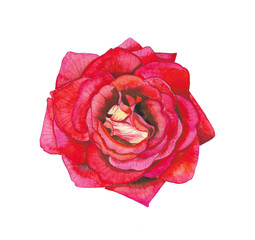 red rose isolated on white