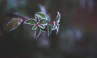 Frosty Leaves
