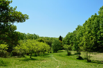 Fototapeta na wymiar Spring park, young leaves and blue sky