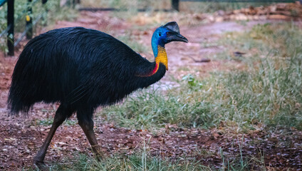 Cassowary walking across inside the cage,