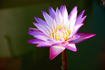 purple blooimg lotus feel relax and meditated