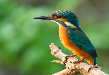 Сommon kingfisher, Alcedo atthis. The bird sits on an old dry branch above the river, beautiful green background