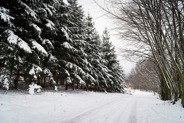 winter in the forest