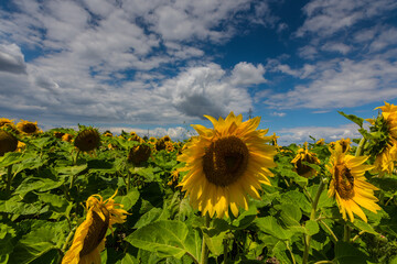 sunflowers on a field in the summer with sky