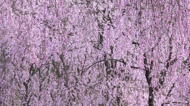 しだれ桜 八重桜 クローズアップ 4K  広島県世羅町 世羅甲山ふれあいの里