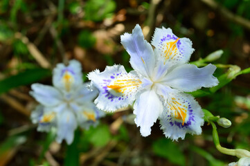 Spring park, the name of the flower is Shaga (Iris japonica)