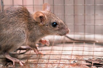 Carrier of diseases, Domestic rat trapped in a cage, back into a corner and looking for a way to escape.