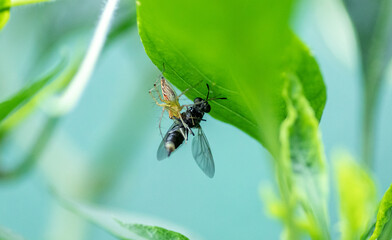 an unfortunate ending for the flying insect, spider catches bug under the tree leaf,