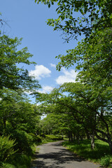 Spring park, walking path in the morning light