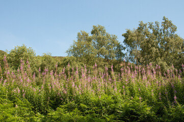Fototapeta premium Summertime trees around the Malvern hills of England.