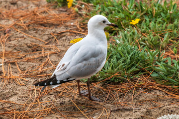 A seagull walking on the grass