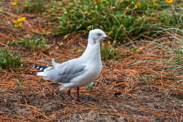 A seagull walking on the grass