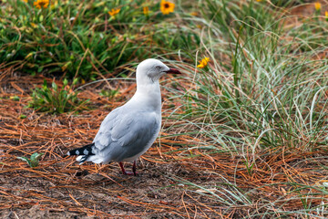A seagull walking on the grass