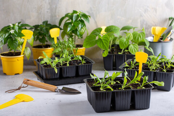 Everlasting flower, helichrysum bracteatum, immortelle flower sprouts in the pots. Spring seedlings. Gardening concept, springtime.