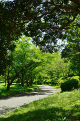 Spring park, walking path in the morning light