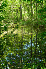 Fototapeta na wymiar Forest trees reflected in the pond