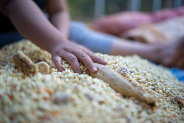 Asian Female Farmer Reaching for Last Sun Dried Corn Stalk on top of Sun Dried Corn Kernels