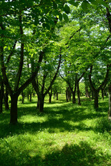 Fototapeta na wymiar Spring park, young foliage trees
