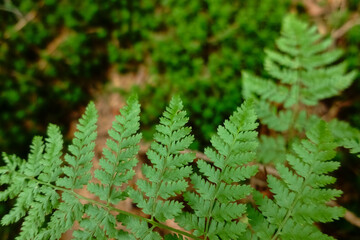 green fern in the forest close up view