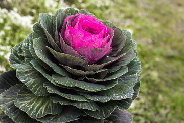 Obraz premium Purple leaves of decorative cabbage, close-up. Colorful natural pattern. Farming and gardening theme.