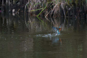 common kingfisher dives in water