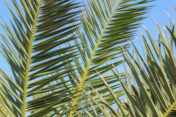 Palm leaves