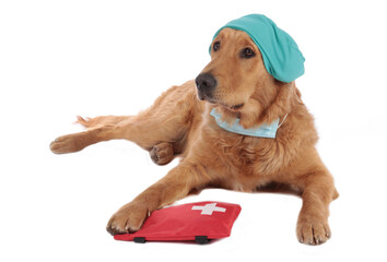 Golden Retriever dog with medical costume and emergency kit