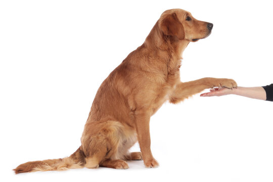 Golden retriever dog giving paw to his human