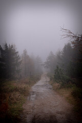 Fototapeta na wymiar mglista droga przez las. Tajemnica i niebezpieczeństwo