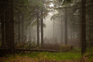 bajkowy widok, tajemniczy las, gęsta mgła - obrazy, fototapety, plakaty