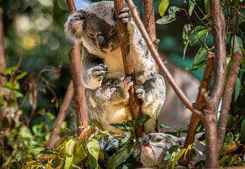 Koala in a tree in a Sanctuary on the Gold Coast, Queensland