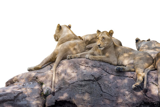 Group of lion rest on the rock, isolated image on white background.