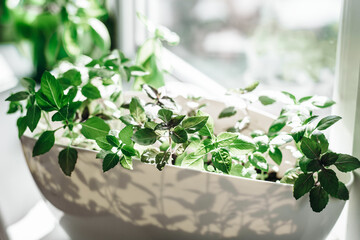 Growing greenery on a windowsill. Fresh basil herbs  in a white pot. New occupations or skills in city life
