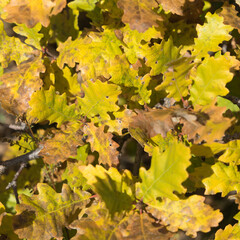 Yellow oak leaves on the ground - texture