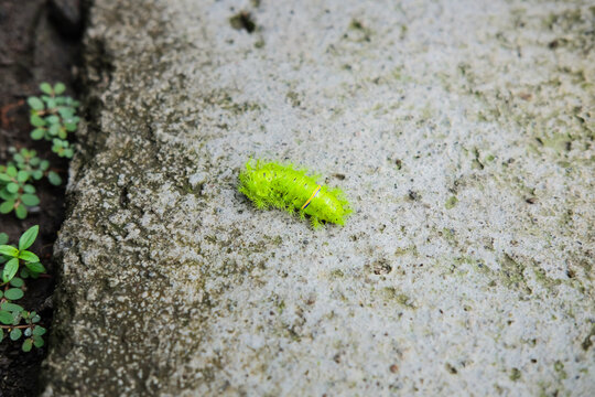 stinging nettle caterpillar, is a moth of the family Limacodidae (Uler Srengene)
