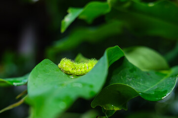 stinging nettle caterpillar, is a moth of the family Limacodidae (Uler Srengene)